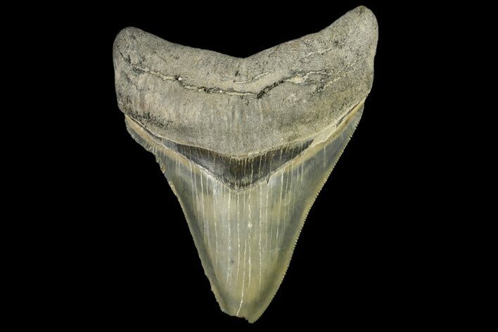Serrated, Fossil Megalodon Tooth - Georgia #163272